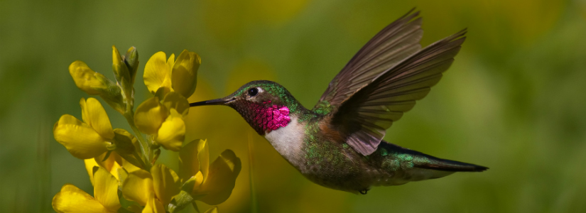 google humming bird update